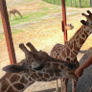 Meet your Posher, Friendly giraffe